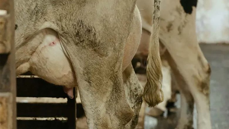 MLEKARI U HRVATSKOJ PROIZVODE MELEKO PO MALOJ OTKUPNOJ CENI