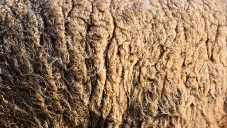 Vuna kao đubrivo: Potencijal zanemarenog resursa u organskoj proizvodnji – VIDEO