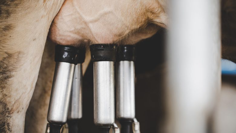 ŠTA SE DEŠAVA SA CENOM I OTKUPOM MLEKA – VIDEO