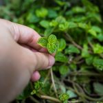 Agrobiznis na dlanu: Da li je uzgoj lekovitog bilja na malim površinama nova šansa za srpska domaćinstva?