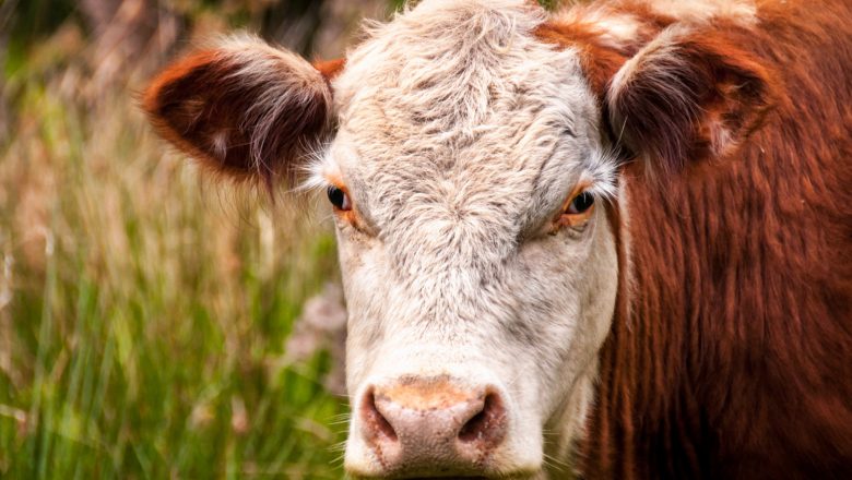 Žilići od jedne krave pokrenuli biznis – danas imaju priču za ponos