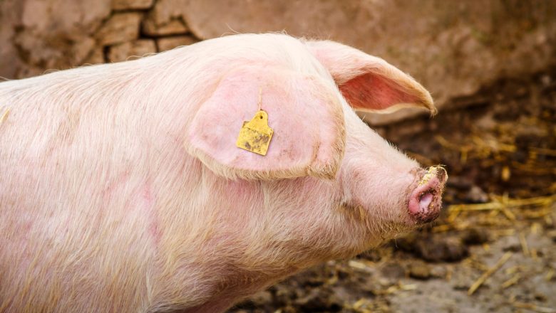 Pad broja svinja i prazni obori – računica leži u okretanju savremenoj genetici?