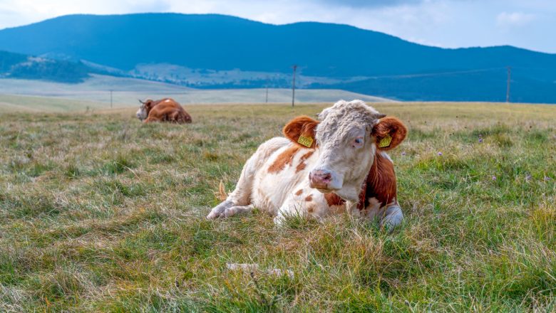 Krave na ispaši čuvaju „nevidljive ograde“