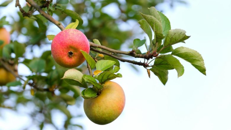KLIMATSKE PROMENE – KAKO UTIČU NA VOĆE I POVRĆE?