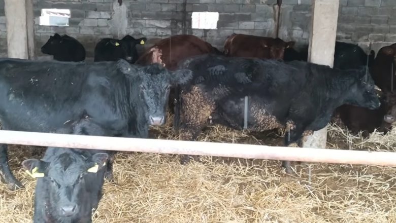 PETORO DECE, ANGUS GOVEDA I FARMA IZ SNOVA!