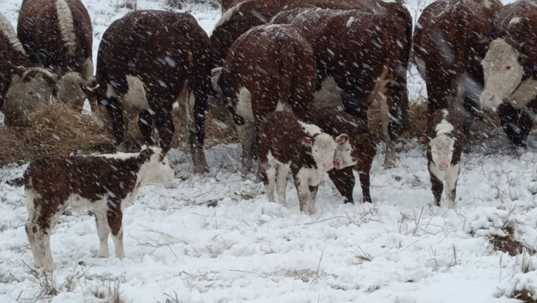 DOK MINISTAR „PLIVA U MLEKU“, TOVNO GOVEDARSTVO NA ČEKANJU