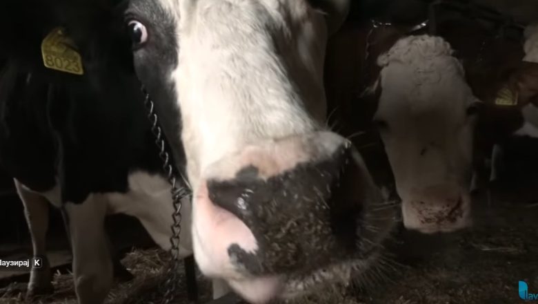 Proizvođači mleka Centralne Srbije traže hitan sastanak u Vladi Srbije