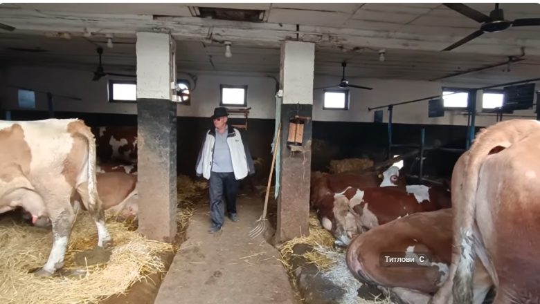 PRAVA ISTINA O PROIZVODNJI MLEKA U SRBIJI