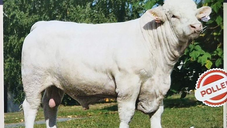 TOVNO GOVEDARSTVO IZVOZNA SNAGA SRBIJE