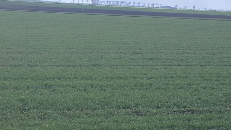 JAVNA SKLADIŠTA I ROBNI ZAPISI DRŽAVNA POMOĆ ZA PRODAJU PŠENICE OVOGODIŠNJEG RODA!?