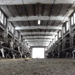 HAOS NA TRŽIŠTU STOKE: Telad i jagnjad dostižu rekorde, dok cene prasadi naglo padaju!