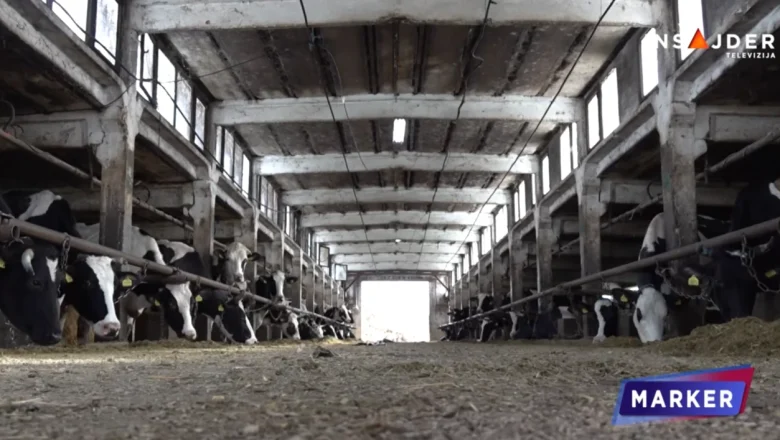 Vlasnik farme: Ako se ne ispune naši zahtevi, nema budućnosti, apsolutno će nestati proizvodnja mleka u Srbiji