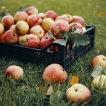 Šta je pronađeno u većini jabuka širom Evrope