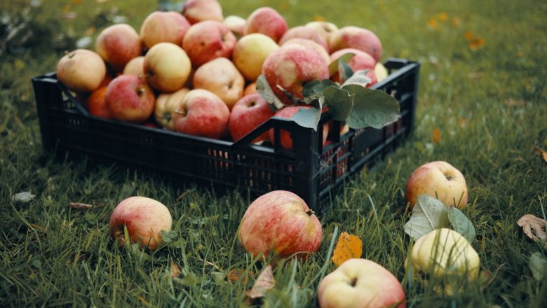 Šta je pronađeno u većini jabuka širom Evrope
