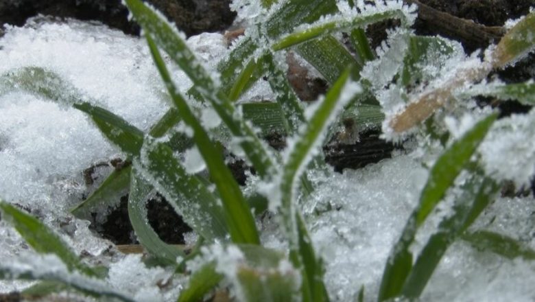 Pšenica u dobrom stanju, zimske padavine stvorile rezervu vlage