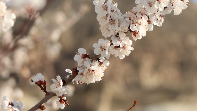 Nova studija: Drastične promene vegetacije u Srbiji – Da li sejemo po starim pravilima koja više ne važe?