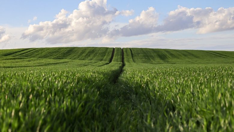 Globalni poljoprivredni privid: Rekordi koji maskiraju ranjivost tržišta