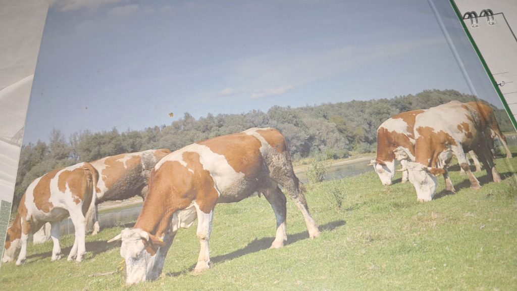 pašnjaci vojvodina