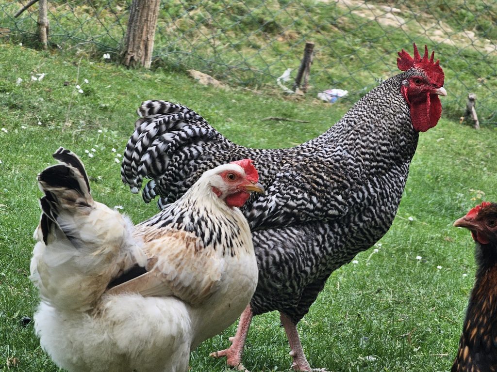 Ministarstvo: U Srbiji nema potvrđenih slučajeva ptičjeg gripa kod domaće živine