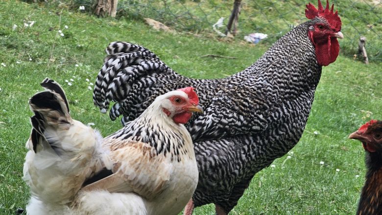 Ministarstvo: U Srbiji nema potvrđenih slučajeva ptičjeg gripa kod domaće živine