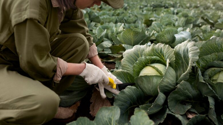 VOJVODINA ULAŽE MILIONE U ORGANSKU HRANU: Otvoren konkurs za mašine i opremu – uzmite do 2 MILIONA po prijavi!