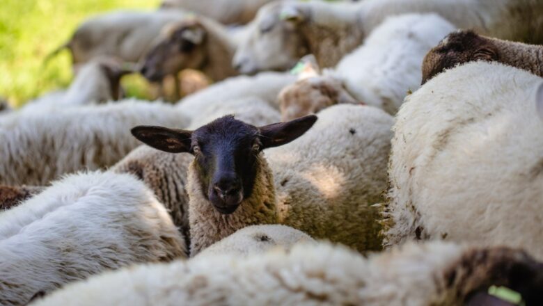 Kompanija „Kontakt” spašava ovčarstvo – izvoz jaganjaca u Makedoniju i Libiju