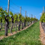 Države EU dobile zeleno svetlo za krčenje vinograda