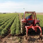 Poslednji dani za prijavu: Osnovni podsticaji od 18.000 dinara po hektaru do 1. aprila