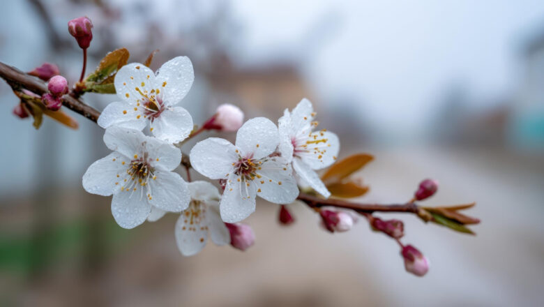 PROLEĆNI MRAZ U VOĆNJAKU