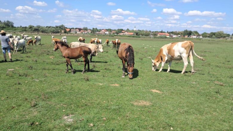 UZURPIRANJE PAŠNJAKA-INSPEKCIJA NA POTEZU, A ŠTA SA OPŠTINSKIM VLASTIMA?