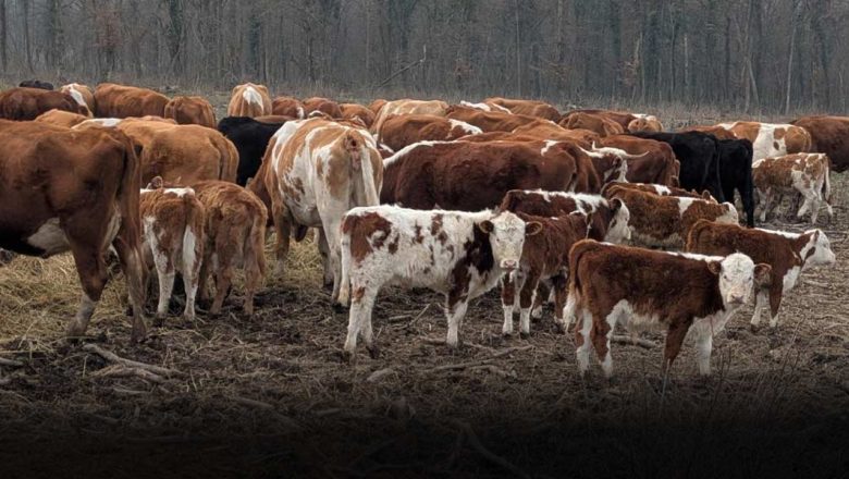 MILOŠ I IGOR STOČARI NOVOG VREMENA