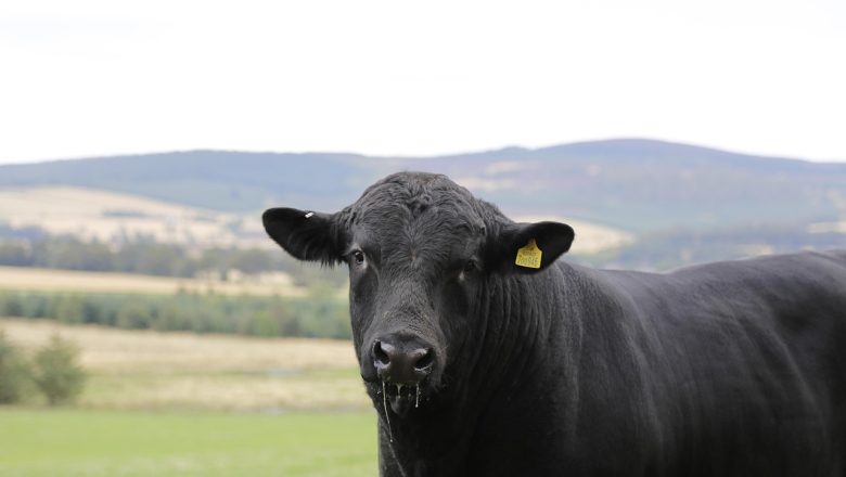 Bik skuplji od luksuznog stana! Srušen rekord na aukciji žive stoke, evo zašto je plaćen neverovatnih 143.000 evra!