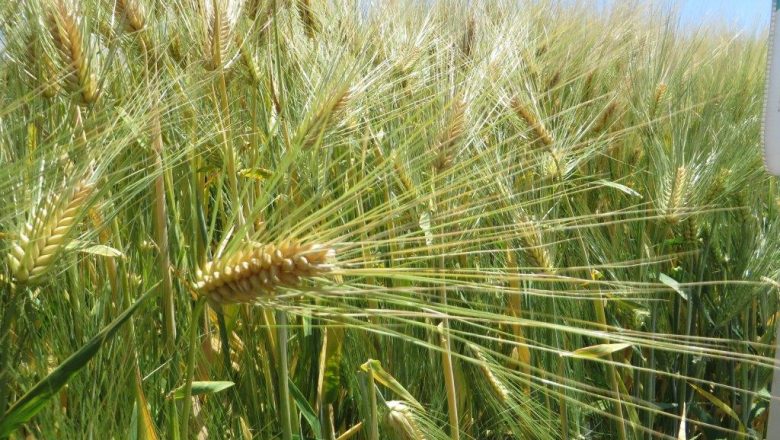 Donete izmene i dopune Pravilnika – Od ponedeljka 18.000 dinara po hektaru uz obavezno pravdanje računima