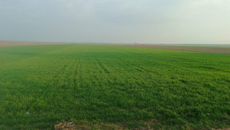 POČELA PRIPREMA ZA SETVU ŠEĆERNE REPE, ZAVRŠENA PRIHRANA PŠENICE, U TOKU ZAŠTITA ULJANE REPICE