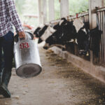 Ministarstvo raspisalo Javni poziv za premije za mleko za prvi kvartal 2026.