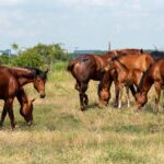 DA LI ĆE SE SRBIJA ULASKOM U EU VRATITI NA KONJARSTVO?