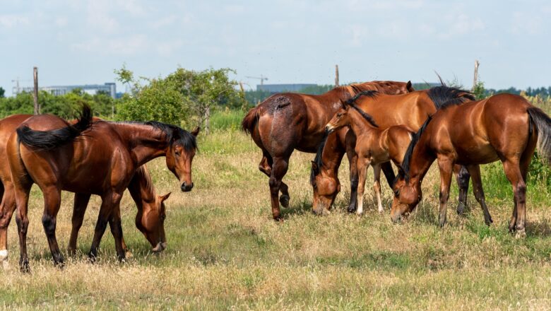 DA LI ĆE SE SRBIJA ULASKOM U EU VRATITI NA KONJARSTVO?