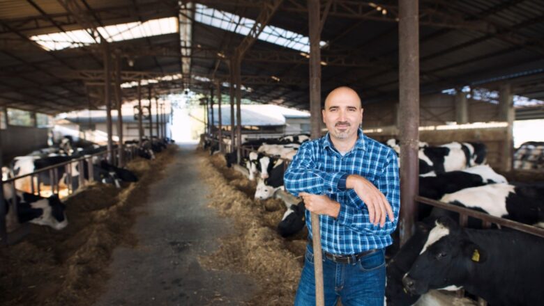Rekordne cene prasadi i jagnjadi: Vranje prednjači jagnjad čak 520 dinara, dok krupna stoka gubi na vrednosti!