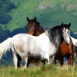 DA LI ĆE SE SRBIJA ULASKOM U EU VRATITI NA KONJARSTVO?