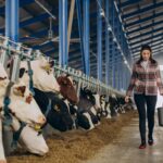 HAOS NA TRŽIŠTU STOKE: Telad i jagnjad dostižu rekorde, dok cene prasadi naglo padaju!