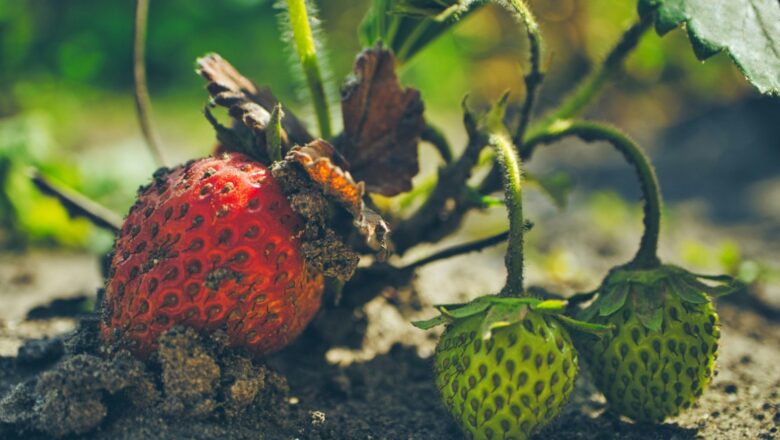 U Srbiji, organska proizvodnja vrši se na manje od 1% korišćenih poljoprivrednih površina