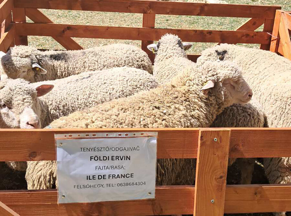 DA NEMA IZVOZA JAGNJADI, POSTALI BI ZEMLJA SA NAJVIŠE OVNOVA
