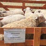 DA NEMA IZVOZA JAGNJADI, POSTALI BI ZEMLJA SA NAJVIŠE OVNOVA