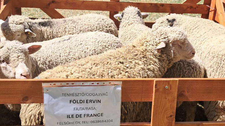 DA NEMA IZVOZA JAGNJADI, POSTALI BI ZEMLJA SA NAJVIŠE OVNOVA