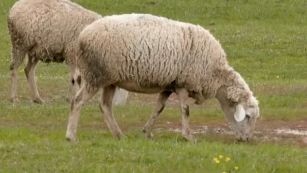Severni Banat čuva tradiciju: Pašnjaci kod Padeja – utočište za ovce i specifičan biodiverzitet