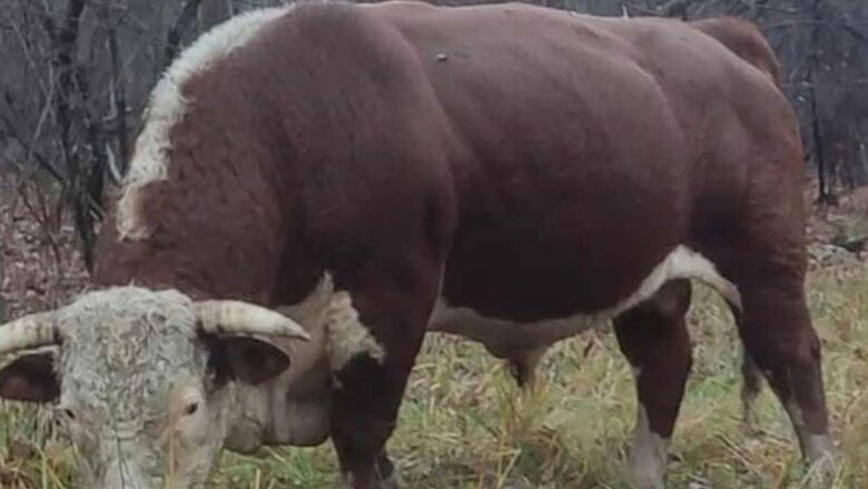 KAKO ZAUSTAVITI RAST CENA U GOVEDARSTVU – TELE 1100 EVRA