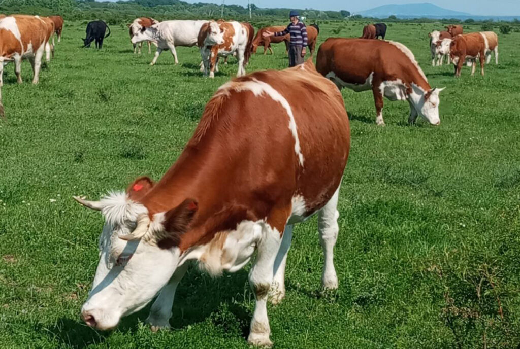 Saopštenje: Izmenama Uredbe o podsticajima u poljoprivredi opredeljeno preko 33 milijarde dinara za podršku stočarstvu