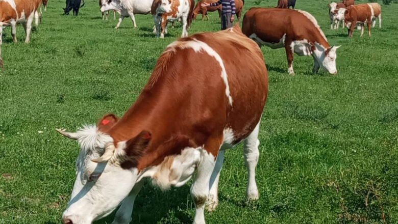 Aleksandra Mičeta: Pašnjake nije dozvoljeno preoravati