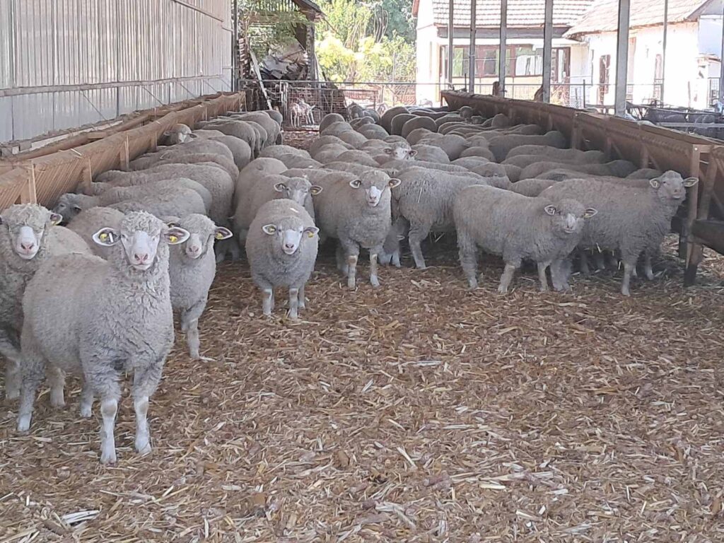 Poruka farmera Ministarstvu poljoprivrede – očekujemo odustajanje od pravdanja trošenja premija i podsticaja u stočarstvu