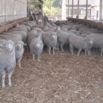 Utovarena jagnjad za Libiju